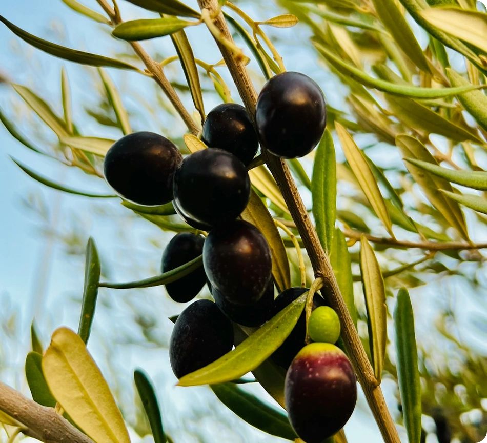 Sıcak güneş ışığında doğal olarak zeytin ağacı dalında yetişen olgun siyah ve yeşil zeytinler.